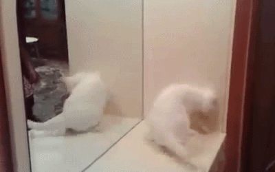 Злая на зеркало кошка