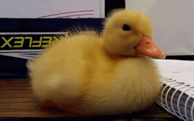 Утёнок борется со сном
