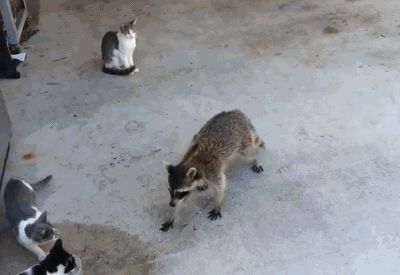 Енот ворует еду у кошек