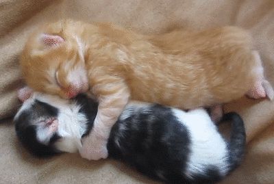 Обнимающиеся котята