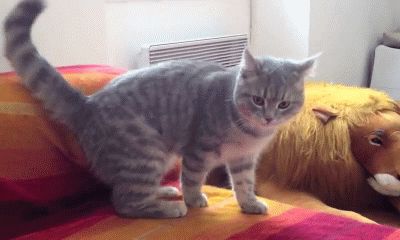 Смешное падение глупого кота