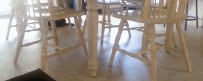 Кошка ползает на спине
