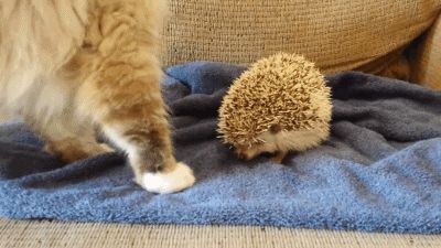 Кот садится на ёжика