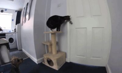 Кошка открывает дверь, чтобы выйти