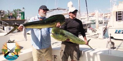 Морской лев ворует большую рыбку