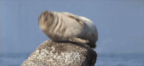Икающий морж