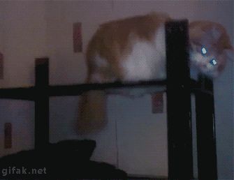 Кот в шляпе