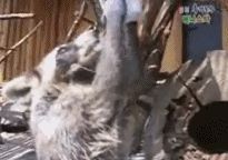 Еноту дали кусочек соли
