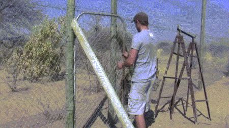 Его любят киски
