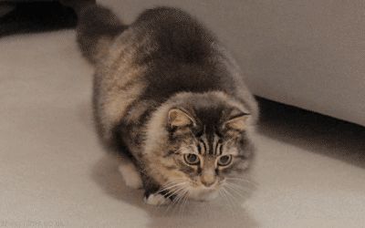 Вот-вот прыгнет
