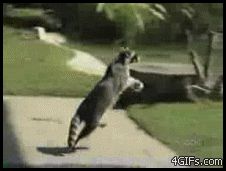 Корзинка для енота