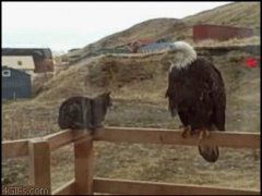 Орёл и кошка