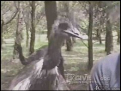 Страус - вор