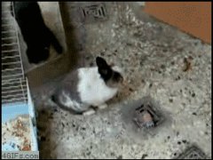 Кролик отомстил