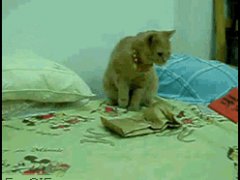 Живой пакет