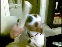Прикольная собака