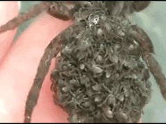 Паук и её детеныши