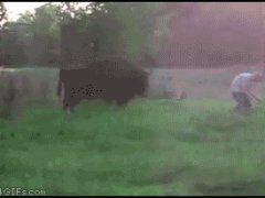 Бизон атакует человека