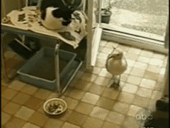 Украла у кошки всю еду