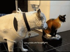 Кошка на транспорте