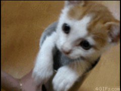 Позитив с котенком