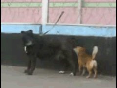 Маленькая собачка на большой