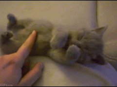 Сонный котёнок