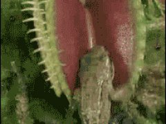 Хищное растение
