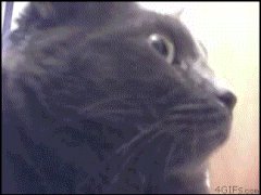 Удивленная кошка