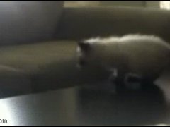 Котенок не допрыгнул