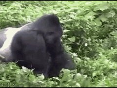 Обезьяна утащила человека