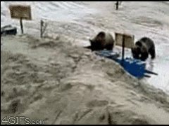 Лунная медвежья походка