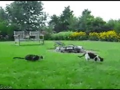 Кошка пугает другую