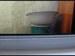 Наблюдающая кошка
