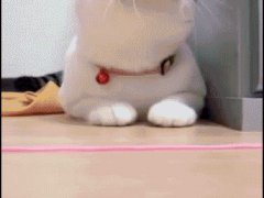 Реакция кошки