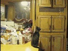 Кошка ловит шарик