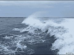 Дельфины развлекаются