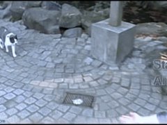 Кошка обломала девушку