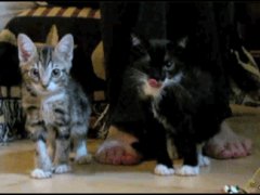 Падающие котята