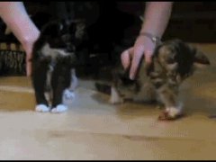 Почему падают кошки