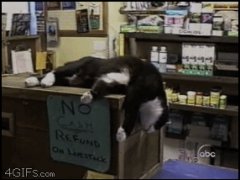 Ленивый кот на прилавке