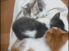Позитивные котята