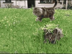 Замаскированная кошка