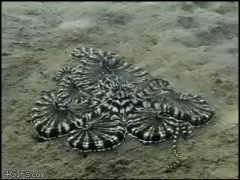 Красивый осьминог