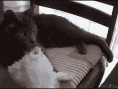 Кошка в маске кролика