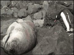 Это не камень
