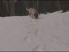 Собаки катаются на спине