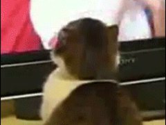 Увидвленная кошка