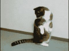 Как поймать хвост