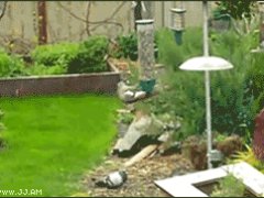 Крутящаяся белка